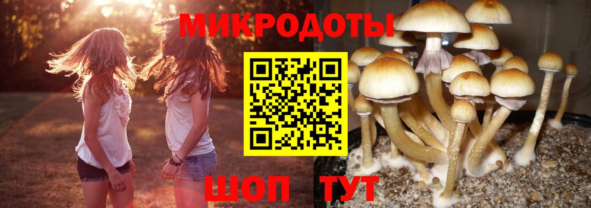 Псилоцибиновые грибы мицелий  Вход с VPN  Избербаш 